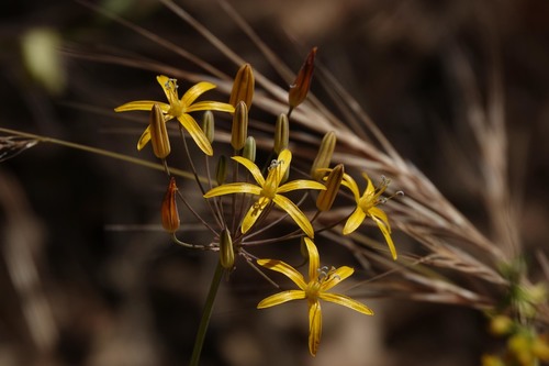 iNaturalist observation photo of Bloomeria crocea aurea