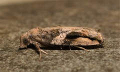 Proteoteras crescentana