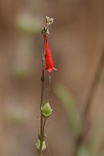 iNaturalist observation photo of scarlet bugler