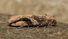 Proteoteras crescentana