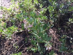 Arctostaphylos nevadensis
