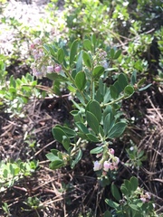 Arctostaphylos nevadensis
