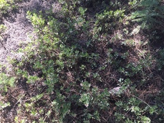 Arctostaphylos nevadensis