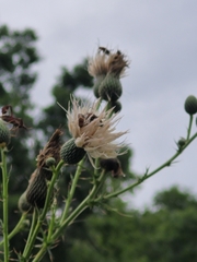 Cirsium nuttalii image