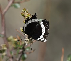 Limenitis weidemeyerii nevadae