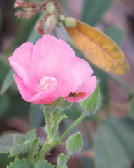 Pavonia rosa-campestris