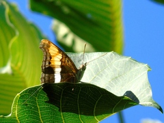 Doxocopa laure laure