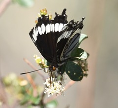 Limenitis weidemeyerii nevadae
