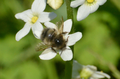 Bombus sitkensis