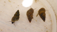 Potamopyrgus antipodarum