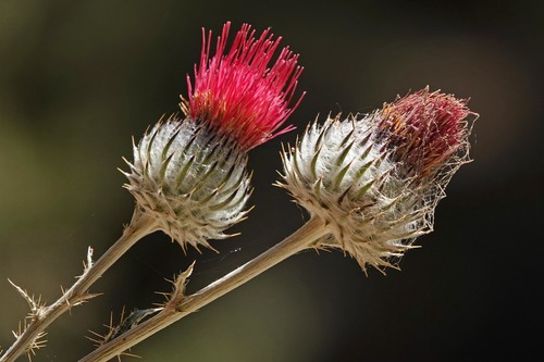 iNaturalist observation photo of Cobwebby Thistle
