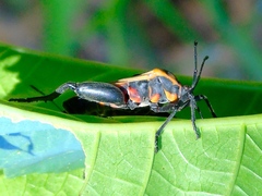 Sagotylus confluens