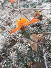 Adenophyllum speciosum