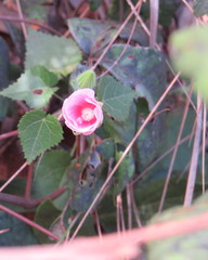 Pavonia rosa-campestris