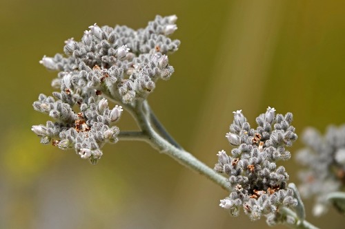 iNaturalist observation photo of Woolly Yerba Santa