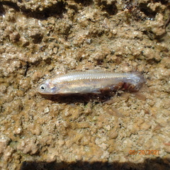 Notropis stramineus