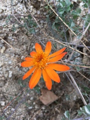 Adenophyllum speciosum