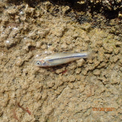 Notropis stramineus