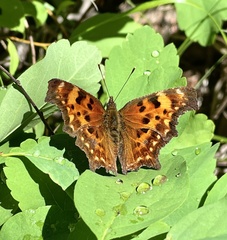 Polygonia oreas