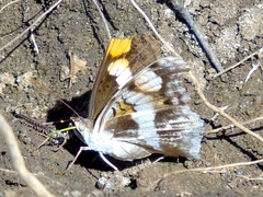 Doxocopa laure laure