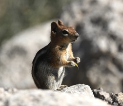 Callospermophilus lateralis certus