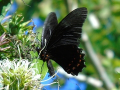 Heraclides rogeri pharnaces