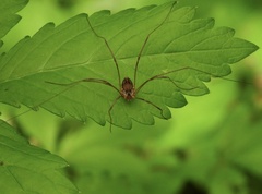 Leiobunum calcar