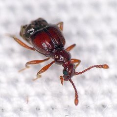 Brachygluta abdominalis