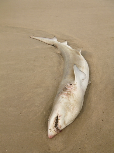 Sand Tiger Shark photographed in Maryland
