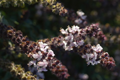 Angiospermae