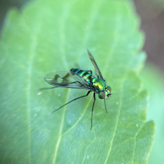 Condylostylus patibulatus