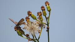 Leptotes trigemmatus