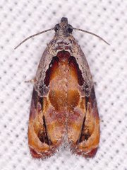 Zomaria interruptolineana