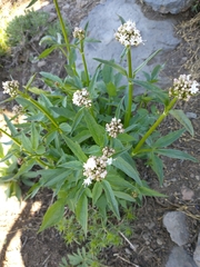 Valeriana californica