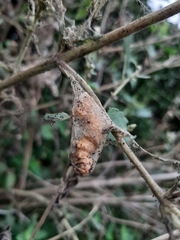 Lepidoptera