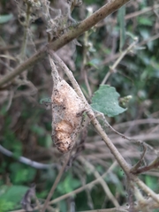Lepidoptera