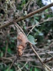 Lepidoptera