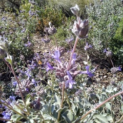 Salvia chionopeplica