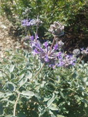 Salvia chionopeplica