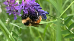 Bombus rufocinctus