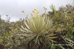Espeletia grandiflora