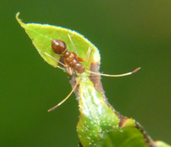Paraxenetus guttulatus