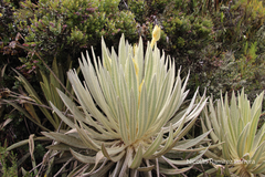 Espeletia grandiflora