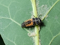 Harmonia axyridis