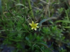 Ranunculus laxicaulis