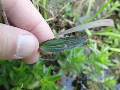Ranunculus laxicaulis