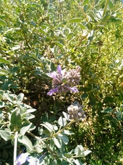 Salvia chionopeplica