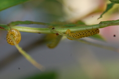 Pristiphora geniculata