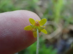 Ranunculus laxicaulis