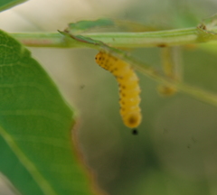 Pristiphora geniculata